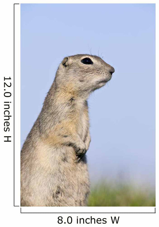 Richardson's Ground Squirrel, In Grass, Oak Hammock Marsh, Manitoba Wall Mural