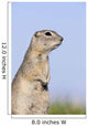 Richardson's Ground Squirrel, In Grass, Oak Hammock Marsh, Manitoba Wall Mural