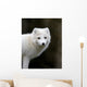 Artic fox Wall Mural