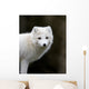 Artic fox Wall Mural