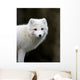 Artic fox Wall Mural