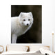 Artic fox Wall Mural