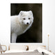 Artic fox Wall Mural