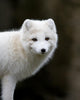 Artic fox Wall Mural