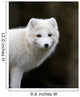 Artic fox Wall Mural