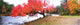Panorama Of Red Maple Tree, Muskoka, Ontario Wall Mural