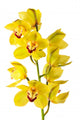 Yellow Orchid Isolated Wall Decal