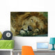 Sleeping Lion Wall Mural