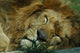 Sleeping Lion Wall Mural