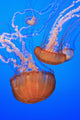 Sea Nettles In Monterey Bay Aquarium Display Wall Mural
