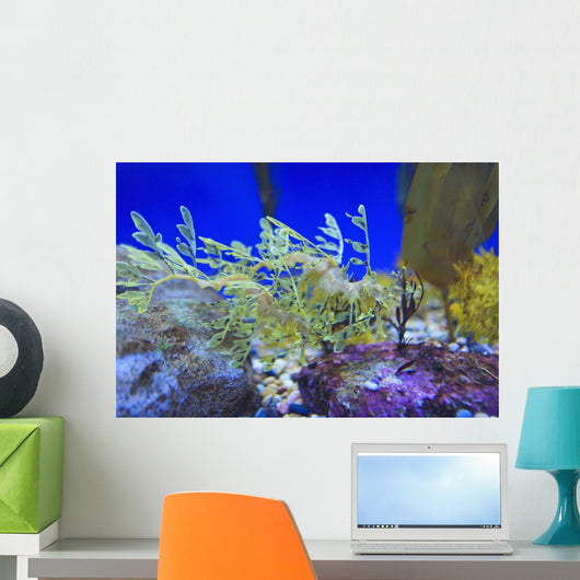 Leafy seadragon Wall Mural