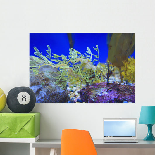 Leafy seadragon Wall Mural