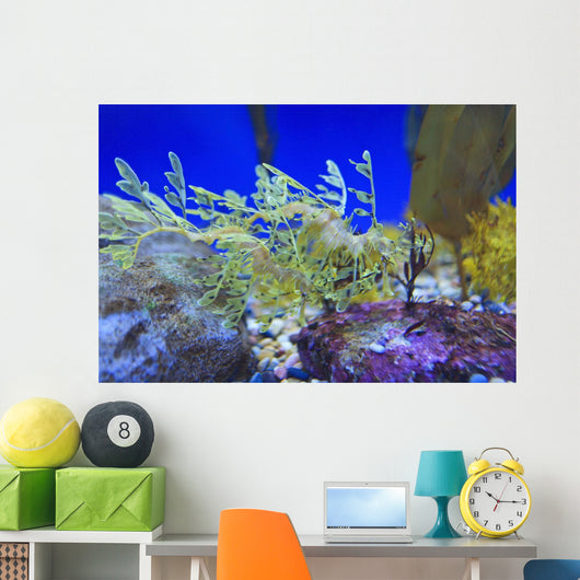 Leafy seadragon Wall Mural