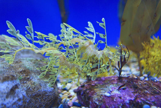 Leafy seadragon Wall Mural