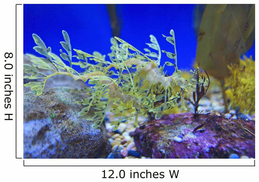 Leafy seadragon Wall Mural