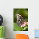 Giant Owl Butterfly Central And South America Wall Mural