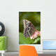 Giant Owl Butterfly Central And South America Wall Mural