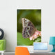 Giant Owl Butterfly Central And South America Wall Mural