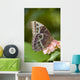 Giant Owl Butterfly Central And South America Wall Mural