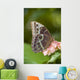 Giant Owl Butterfly Central And South America Wall Mural