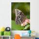 Giant Owl Butterfly Central And South America Wall Mural
