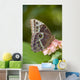 Giant Owl Butterfly Central And South America Wall Mural