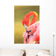 Caribbean Flamingo At The San Diego Zoo Wall Mural