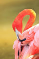 Caribbean Flamingo At The San Diego Zoo Wall Mural