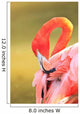 Caribbean Flamingo At The San Diego Zoo Wall Mural