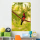 Bearded Barbet At San Diego Wild Animal Park Near Escondido Wall Mural