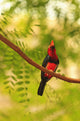 Bearded Barbet At San Diego Wild Animal Park Near Escondido Wall Mural