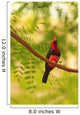 Bearded Barbet At San Diego Wild Animal Park Near Escondido Wall Mural