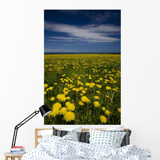 Dandelions, Near Howards Cove, Prince Edward Island Wall Mural