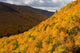 Autumn Colours At North Mountain Look-Off Wall Mural
