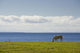 Horse In Field, Guernsey Cove, Prince Edward Island Wall Mural