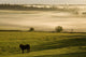 Horses In The Morning Mist, North Wiltshire, Prince Edward Island Wall Mural