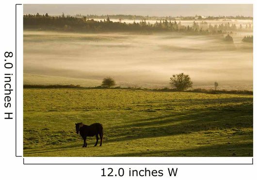 Horses In The Morning Mist, North Wiltshire, Prince Edward Island Wall Mural