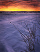 A Golden Winter Sunrise Over Drifted Snow, Alberta Wall Mural