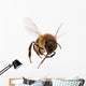 Flying Bee
