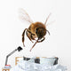 Flying Bee
