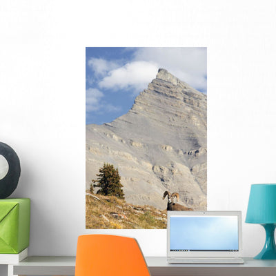 Bighorn Sheep Ram Wilcox Wall Mural shown on a wall