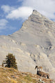 Bighorn Sheep Ram At Wilcox Pass, Jasper National Park, Alberta Wall Mural