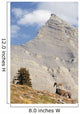 Bighorn Sheep Ram At Wilcox Pass, Jasper National Park, Alberta Wall Mural