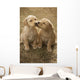 Mixed Breed 8-Week Old Puppy In Farm Yard Near Cochrane, Alberta Wall Mural