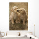 Mixed Breed 8-Week Old Puppy In Farm Yard Near Cochrane, Alberta Wall Mural