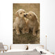 Mixed Breed 8-Week Old Puppy In Farm Yard Near Cochrane, Alberta Wall Mural