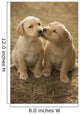 Mixed Breed 8-Week Old Puppy In Farm Yard Near Cochrane, Alberta Wall Mural