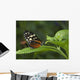Butterfly On A Green Leaf Wall Mural