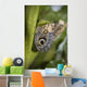 Butterfly On A Green Branch Wall Mural
