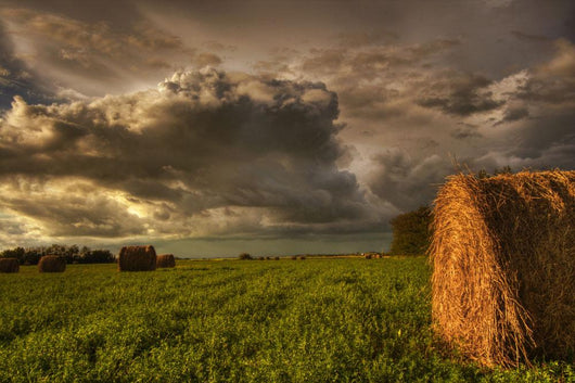 Rolled Hay Bales Under Storm Clouds On A Farm North Of Edmonton Wall Mural
